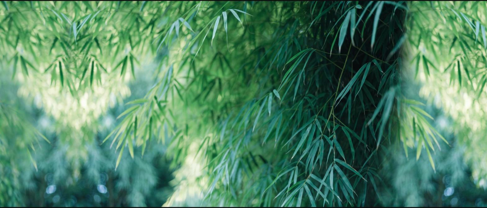 Close-up of fine arching bamboo foliage with slender culms and soft weeping habit